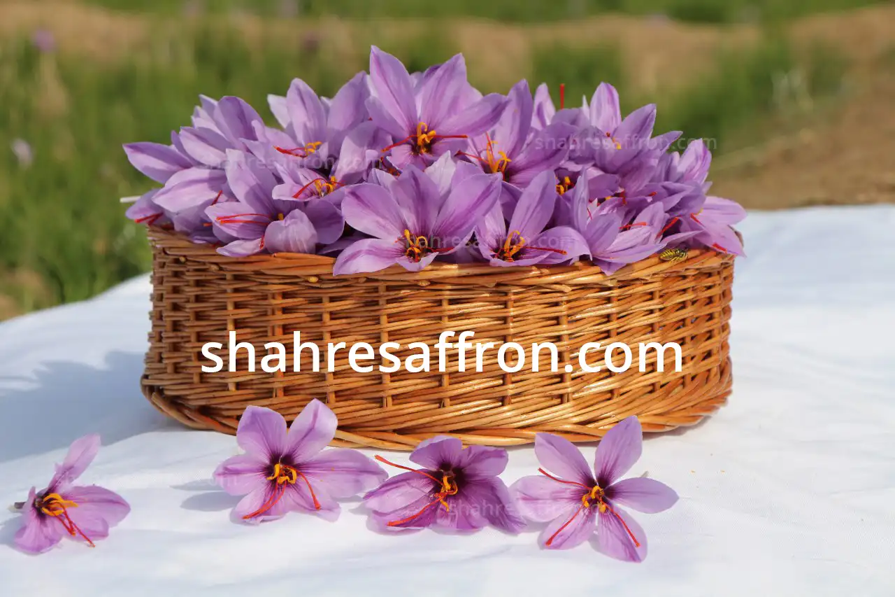 flower saffron in basket